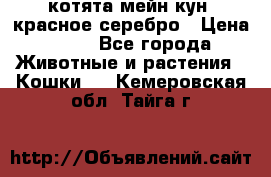 котята мейн кун, красное серебро › Цена ­ 30 - Все города Животные и растения » Кошки   . Кемеровская обл.,Тайга г.